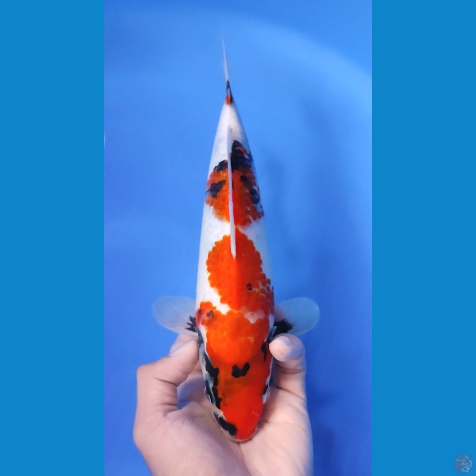SHOWA TATEGOI HQ - 23CM - FEMALE