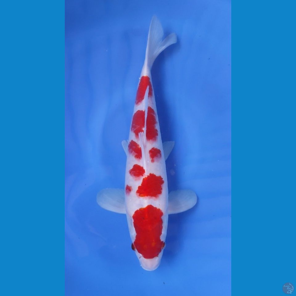 KOHAKU ORIGINAL RED STRONG - 40CM - MALE 