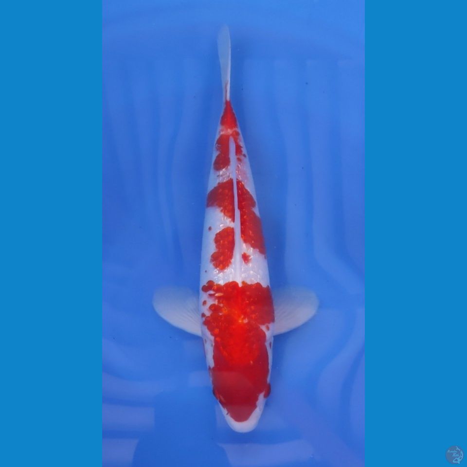 KOHAKU  GINRIN ORI - RED STRONG 40CM - MALE 