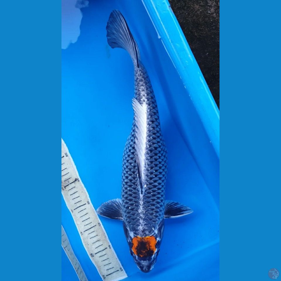 Tanco Gingga Kumbo 45cm.