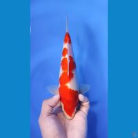 KOHAKU ORI 20CM - MALE