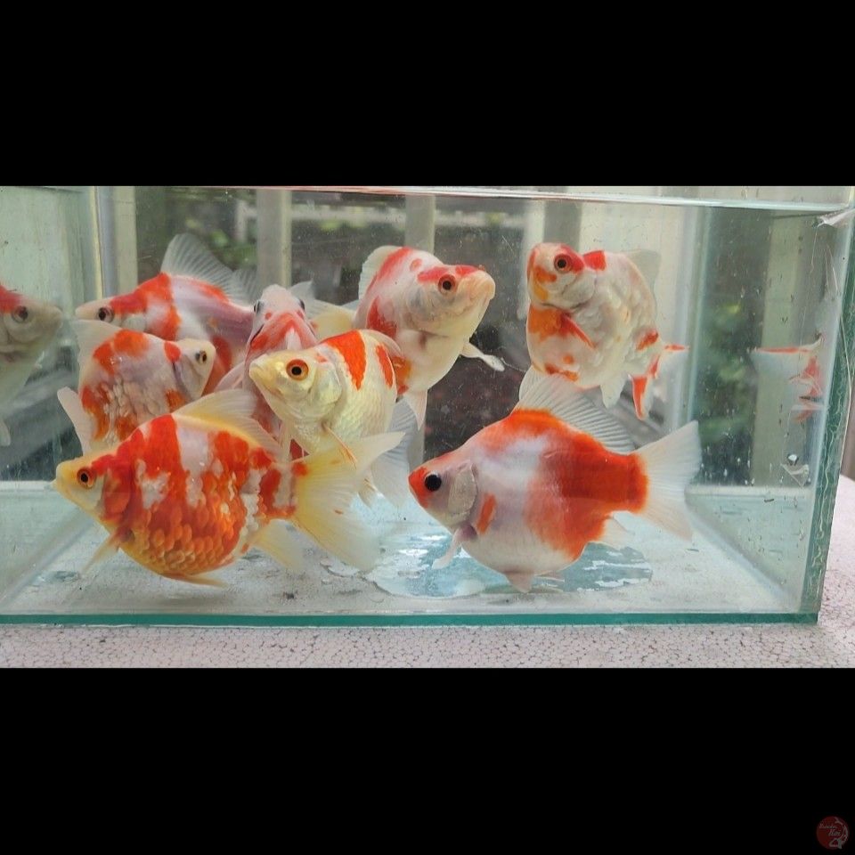 10-15cm Tamasaba Sip