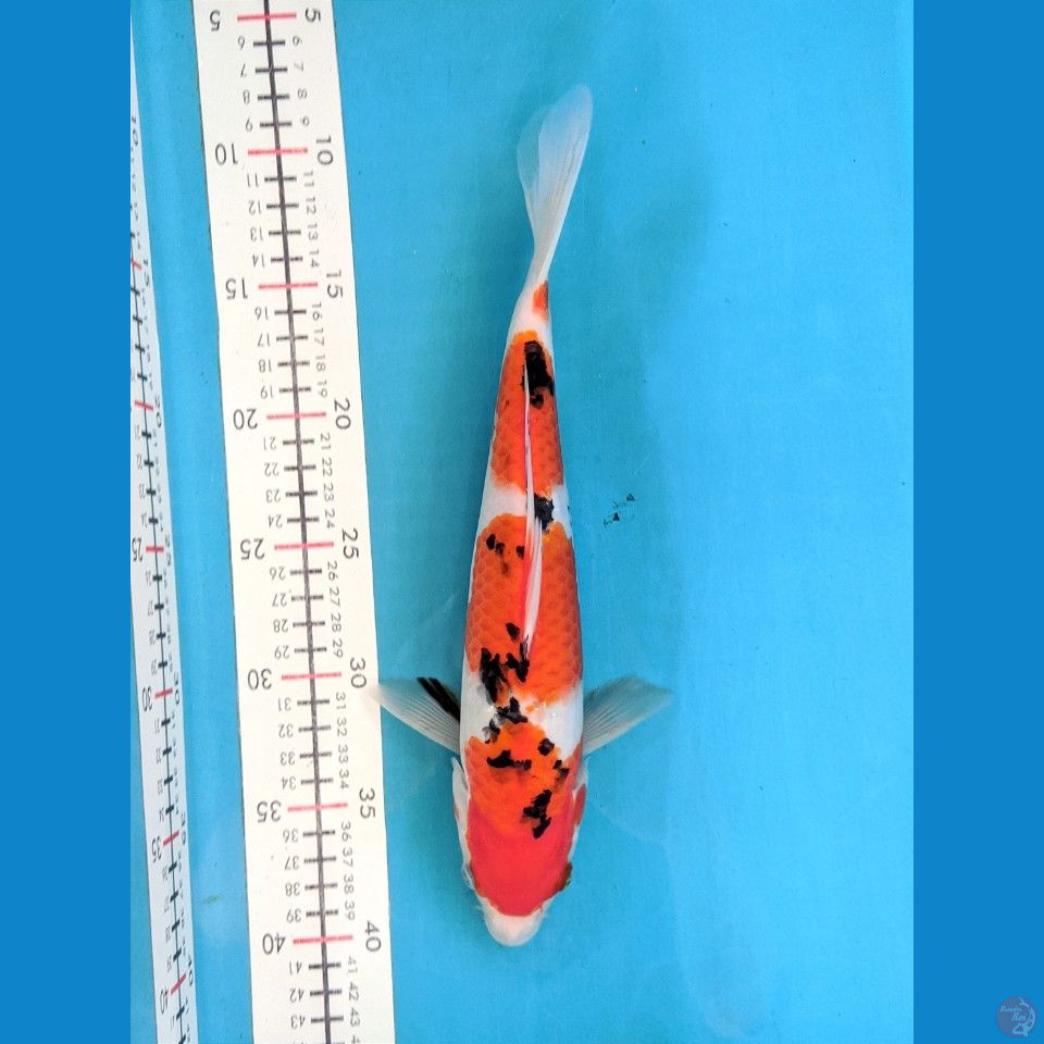 SANKE 30 CM FEMALE