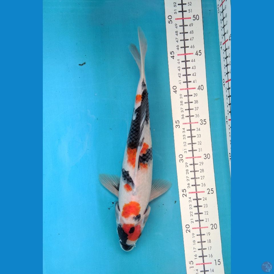 SHOWA 29 CM MALE 