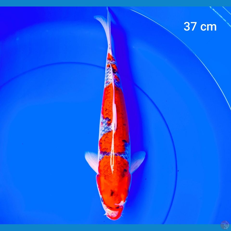 goshiki male 37 cm