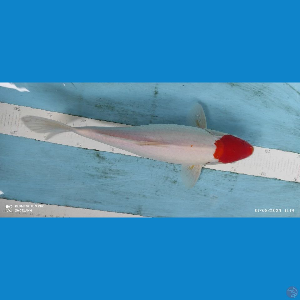 tancho 33cm