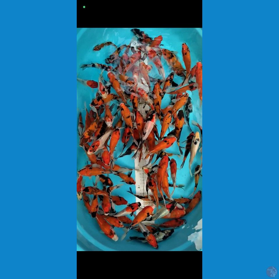 showa mix 12-15cm 110ekor