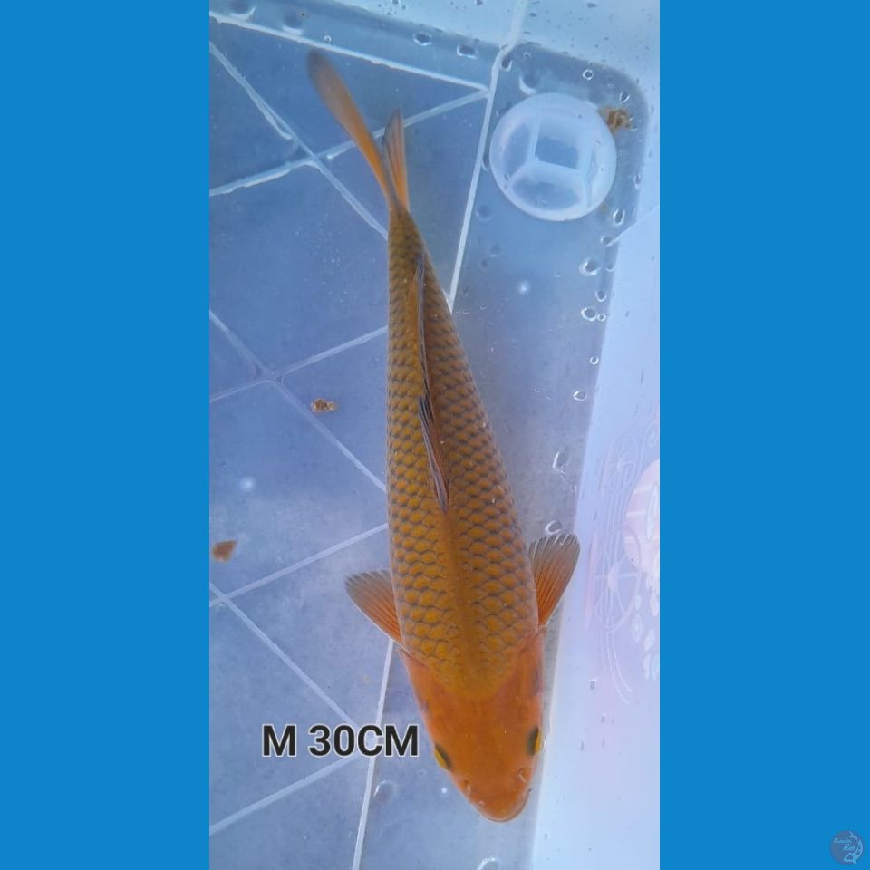 30CM CHAGOI