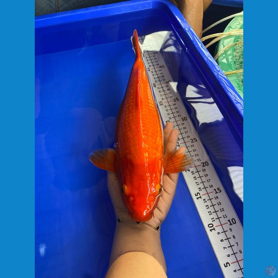 36cm