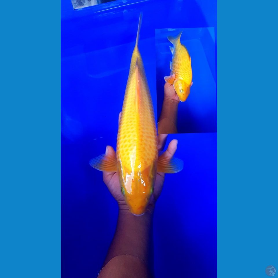 karashi corn 38 cm male