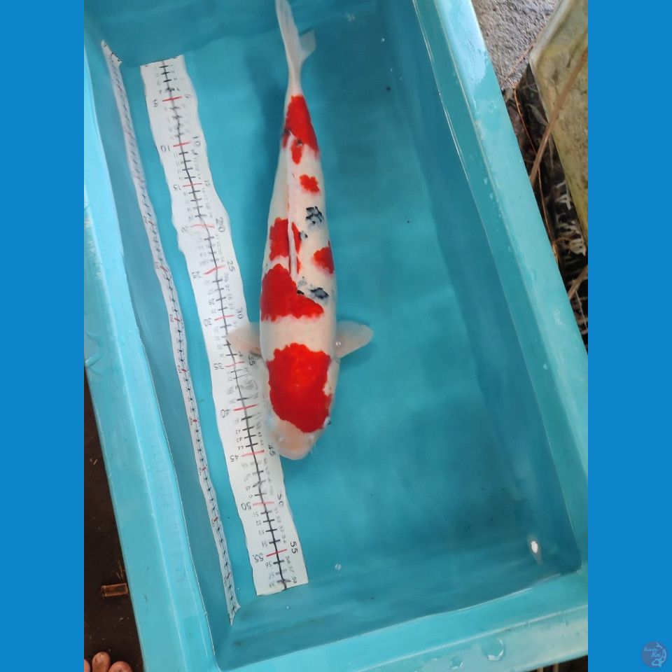 SANKE FEMALE 46 CM