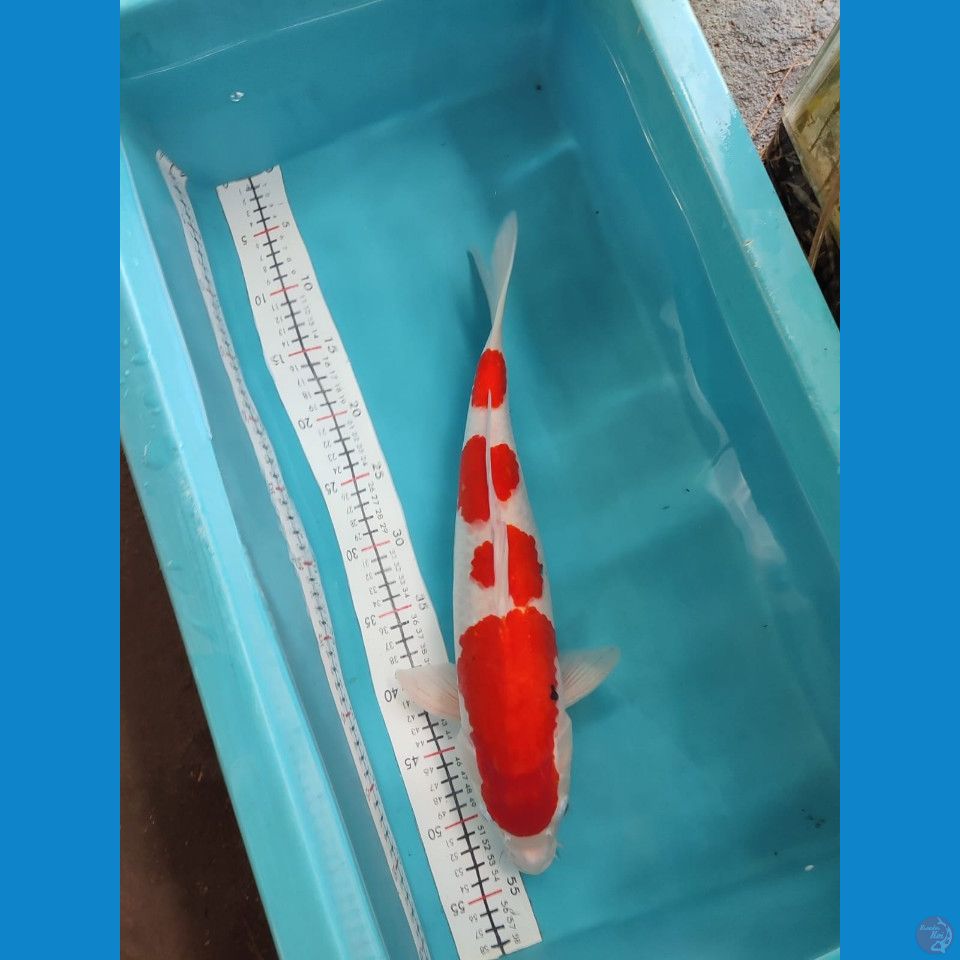 SANKE 43 CM FEMALE