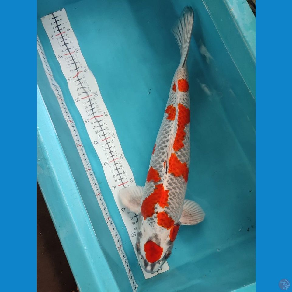 KUJAKU 48 CM MALE