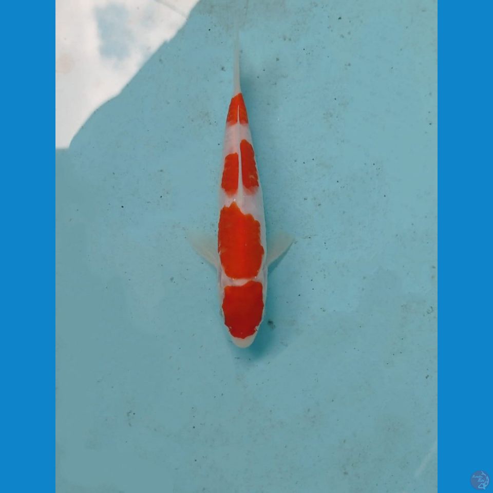 kohaku, 16 cm