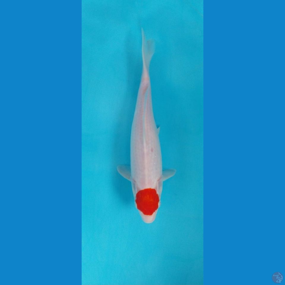 Tanco 30Cm Female