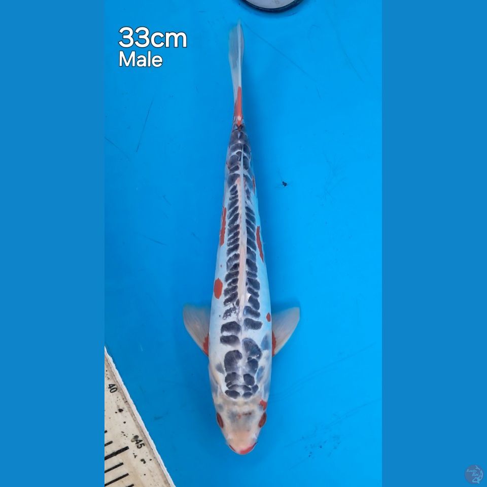 sushui 33male