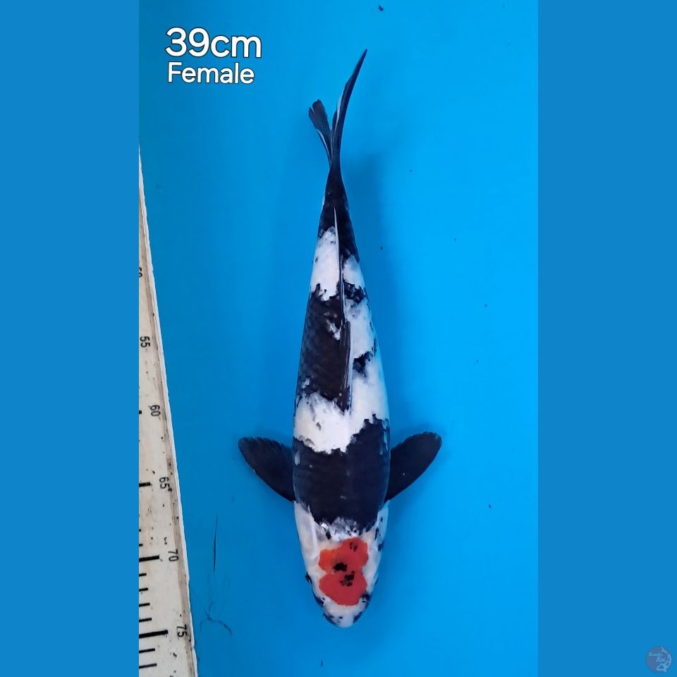 tancho showa 39female