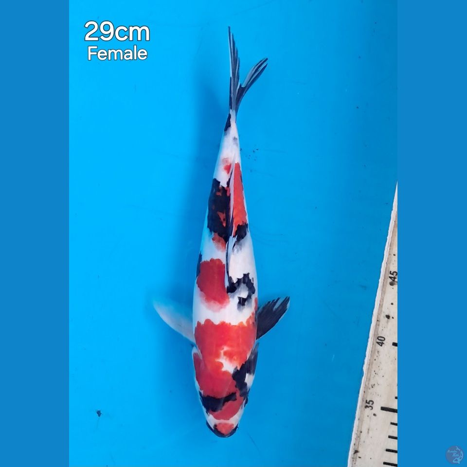 showa 29female