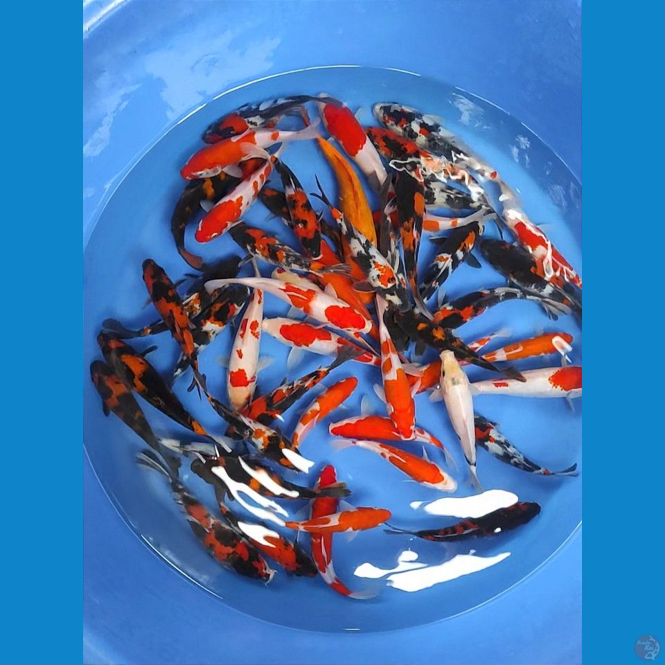 mix nano² 50 ekor 16-25cm (rame di 18 up)