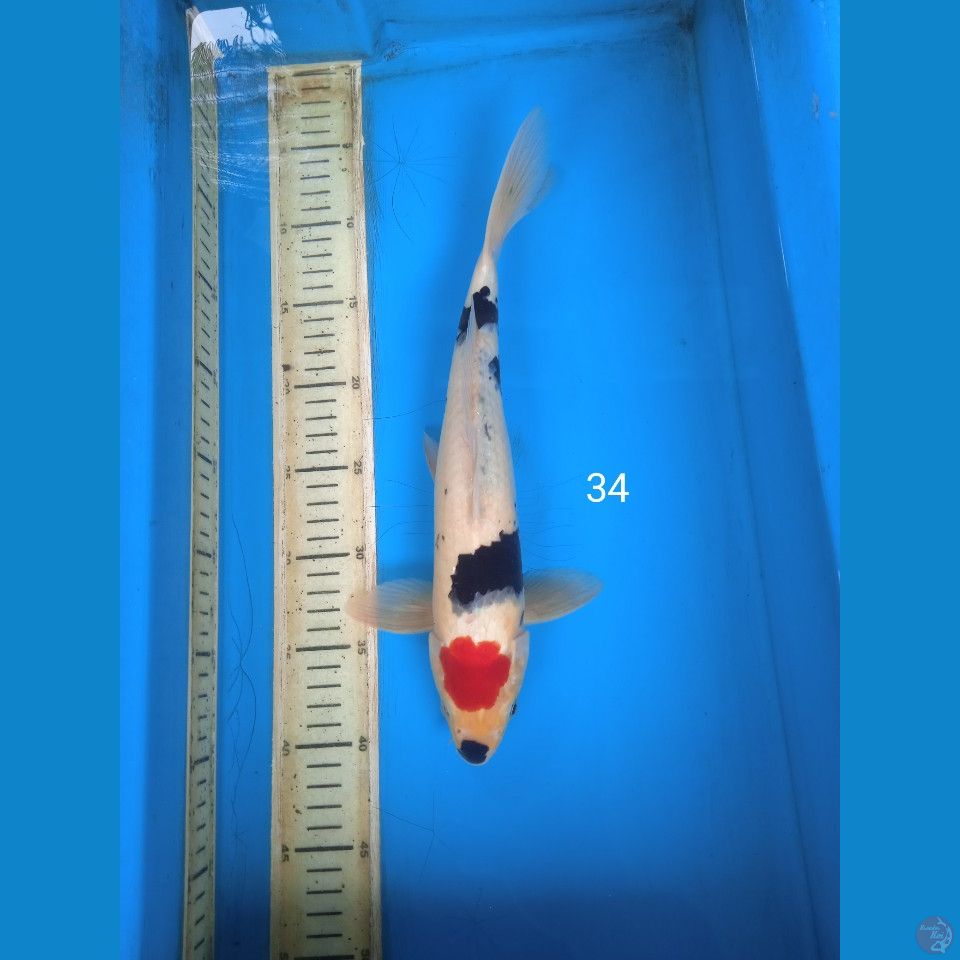 tancho showa 34cm
