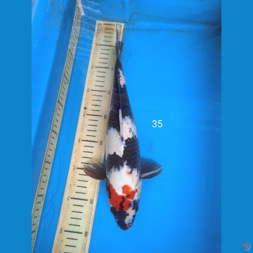 showa 35cm