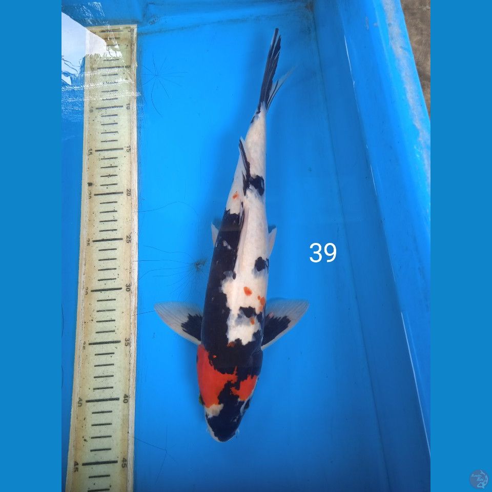 showa 39cm
