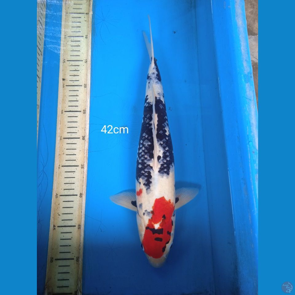 showa 42cm