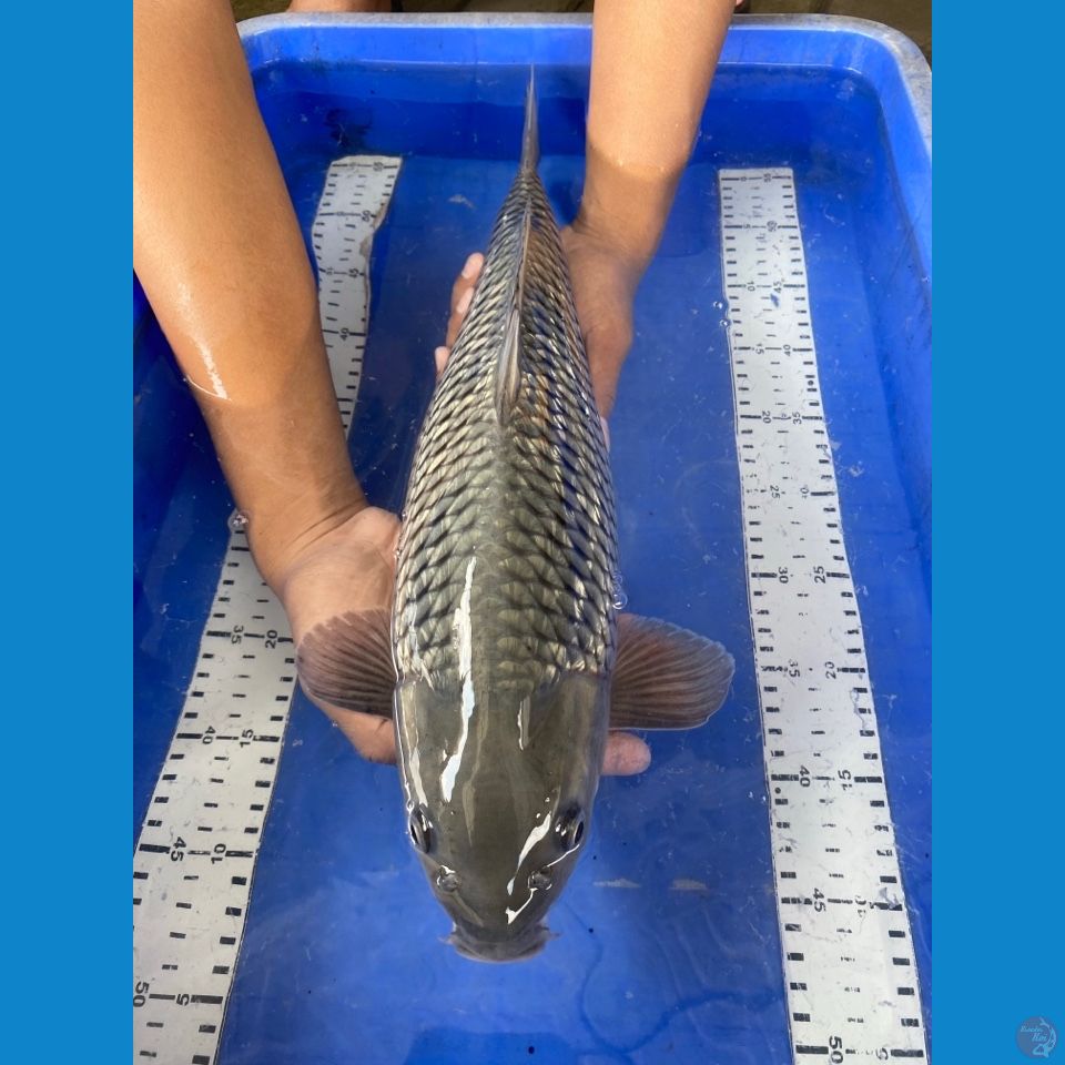 jantan soragoi 46 punuk v4