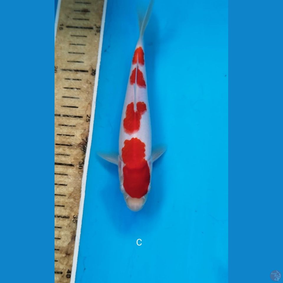 Kohaku 21cm