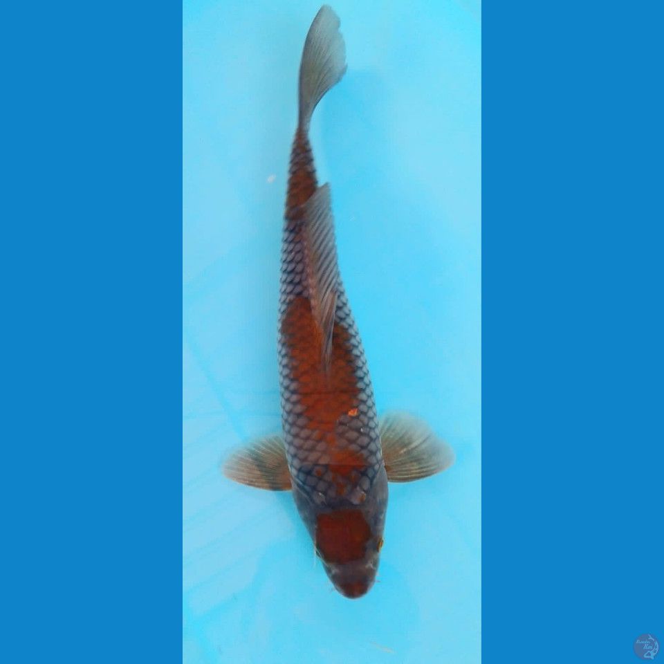 Ochiba 30 Cm