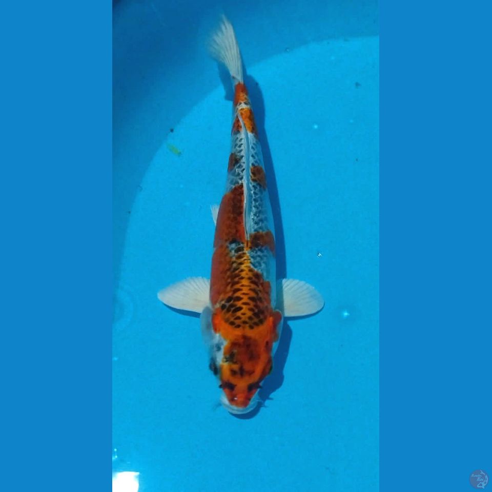Kojaku 26Cm