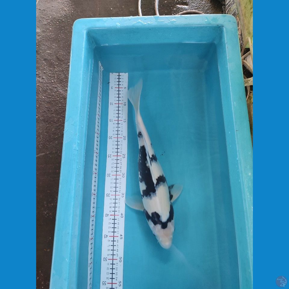 SHIRO 42CM FEMALE