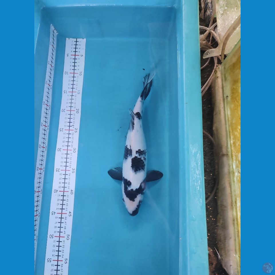 SHIRO 35CM FEMALE