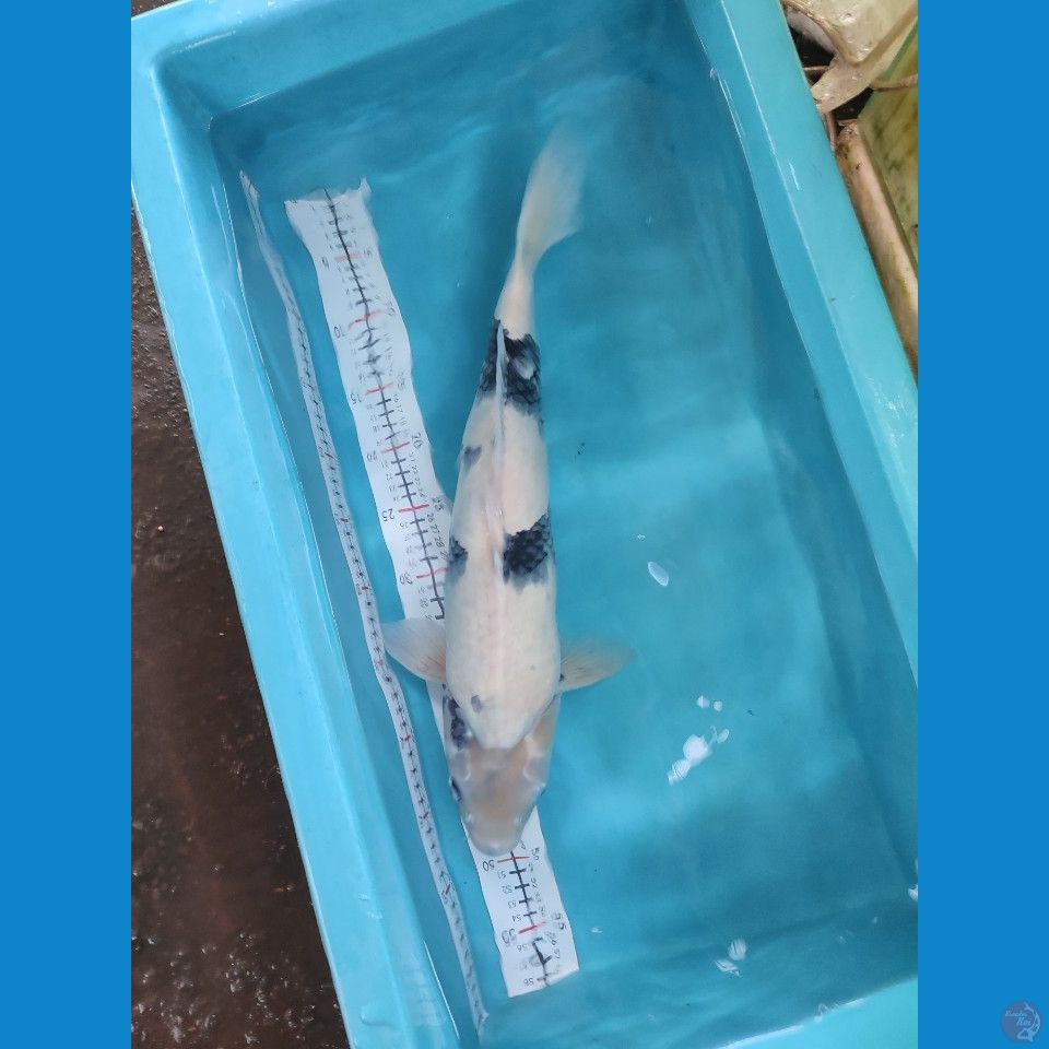 SHIRO 48CM FEMALE