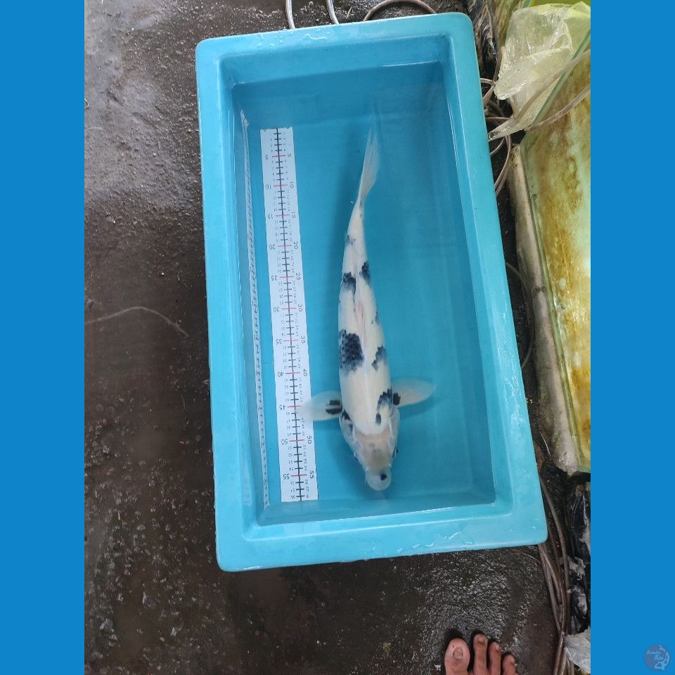 SHIRO 51CM FEMALE