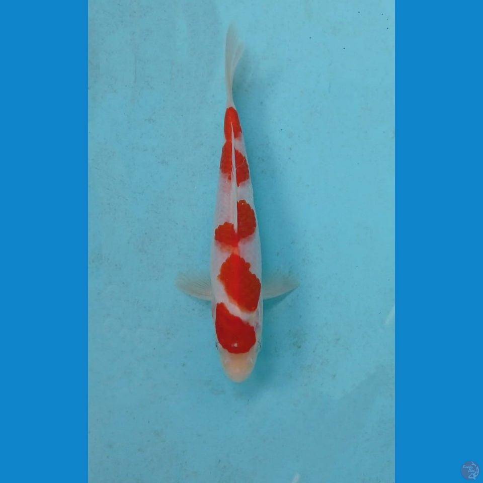 kohaku, 19 cm
