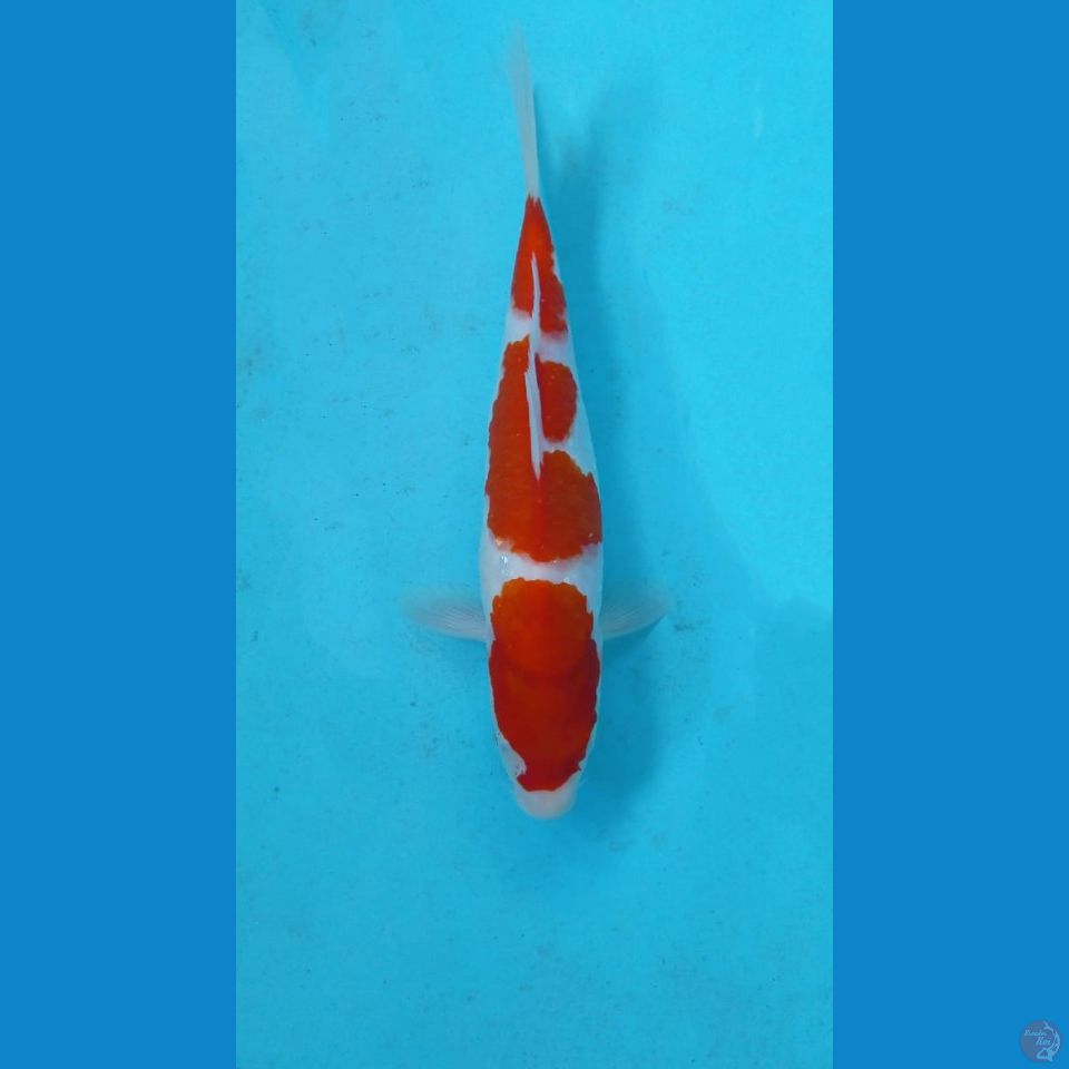 kohaku, 23 cm