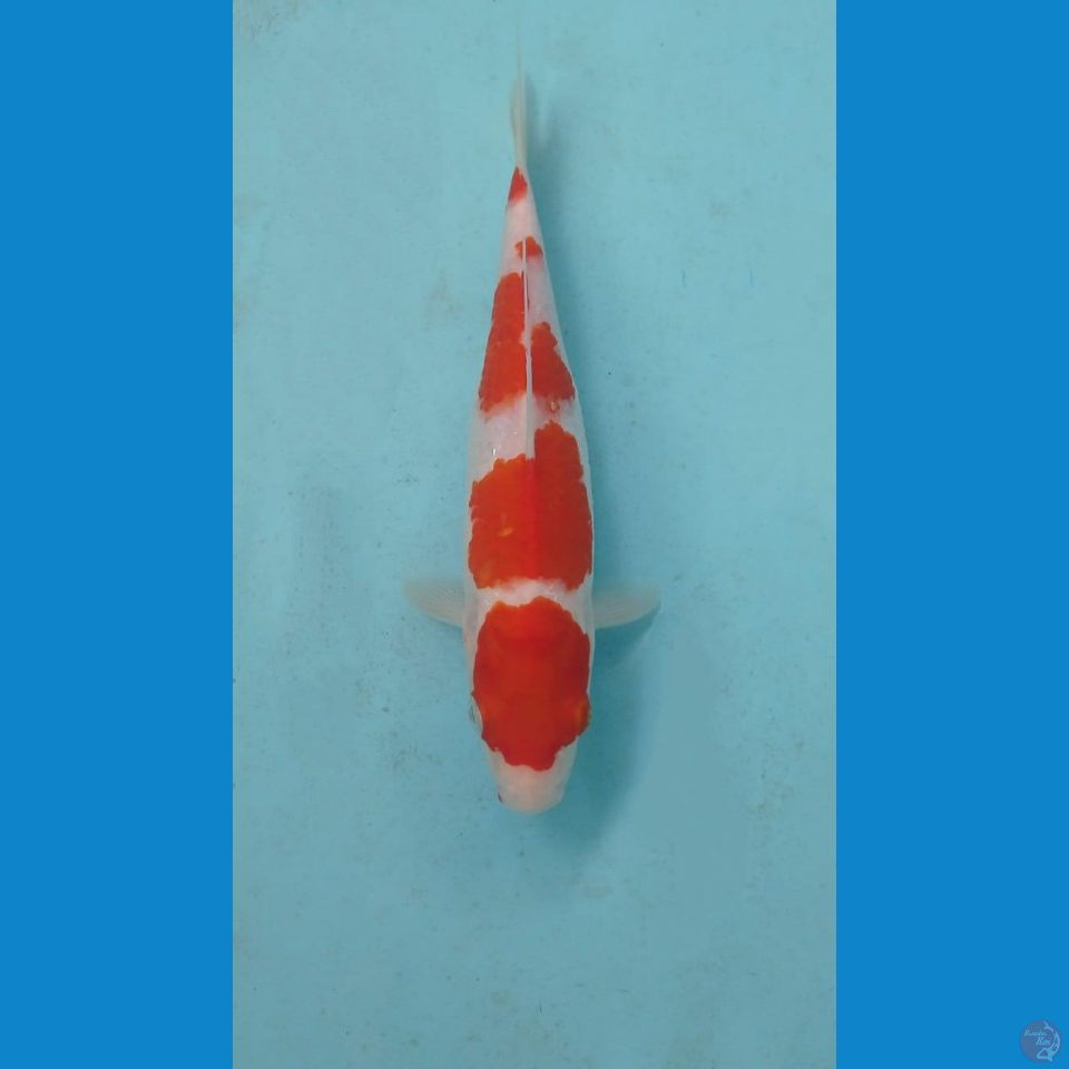 kohaku, 23 cm