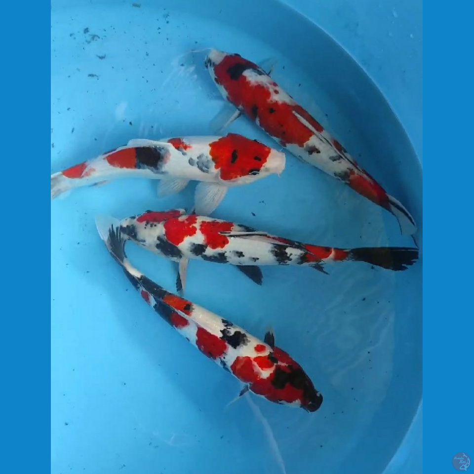 showa 34-35cm