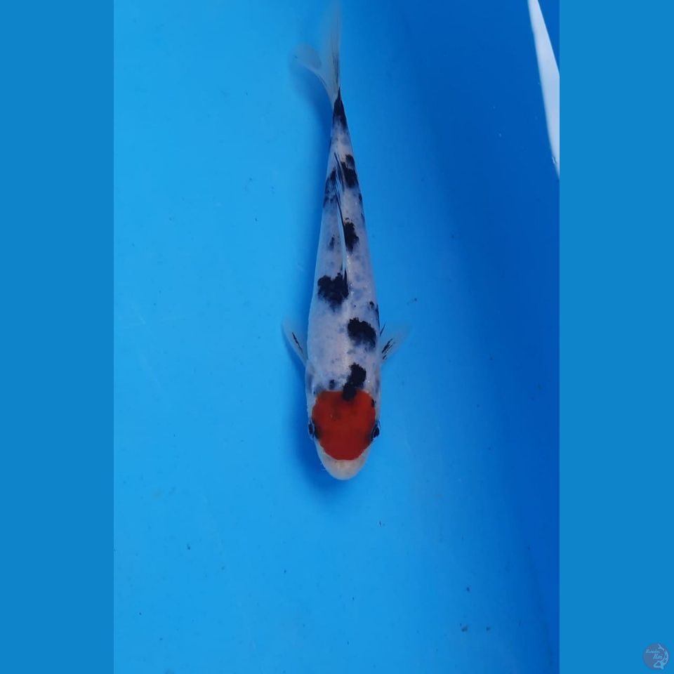 tancho, 17 cm