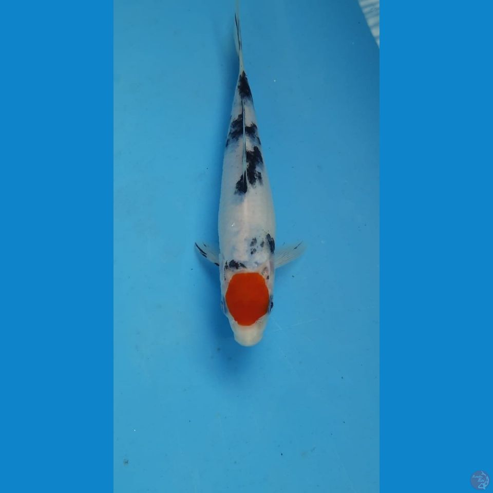 tancho, 19 cm