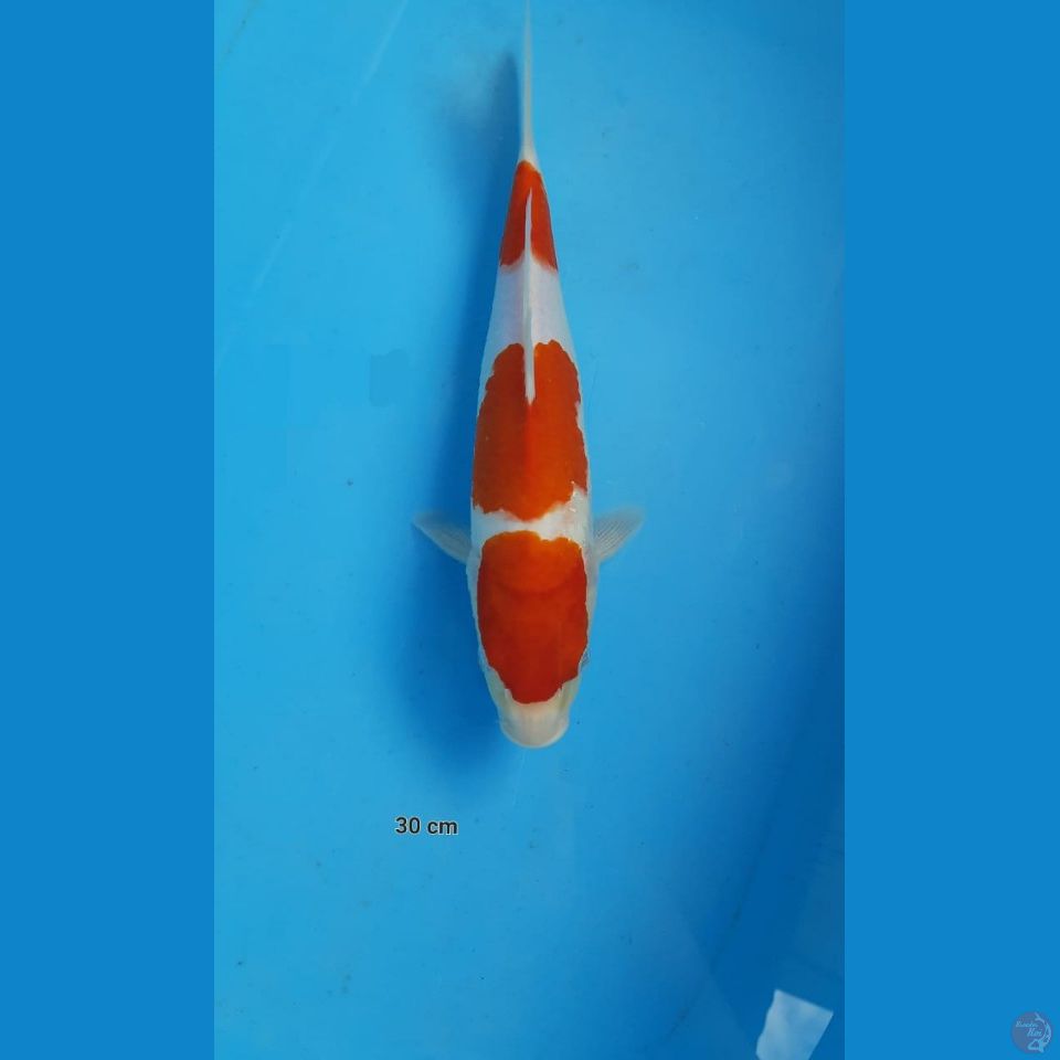 kohaku, 30 cm