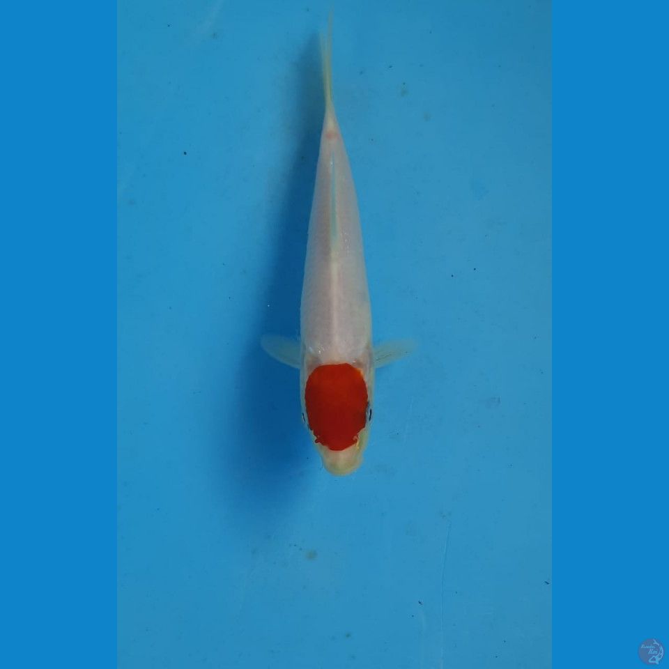 tancho, 17 cm