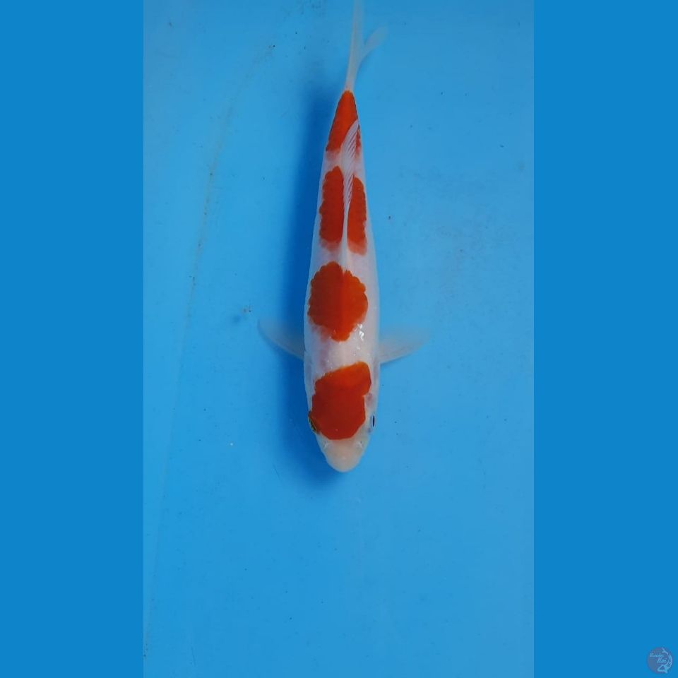 kohaku, 19 cm