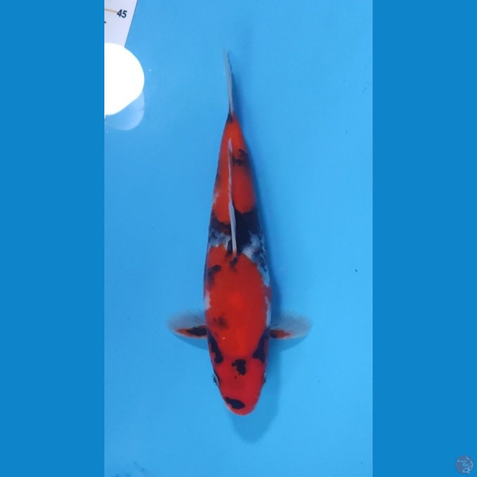 SHOWA HQ 28CM - MALE