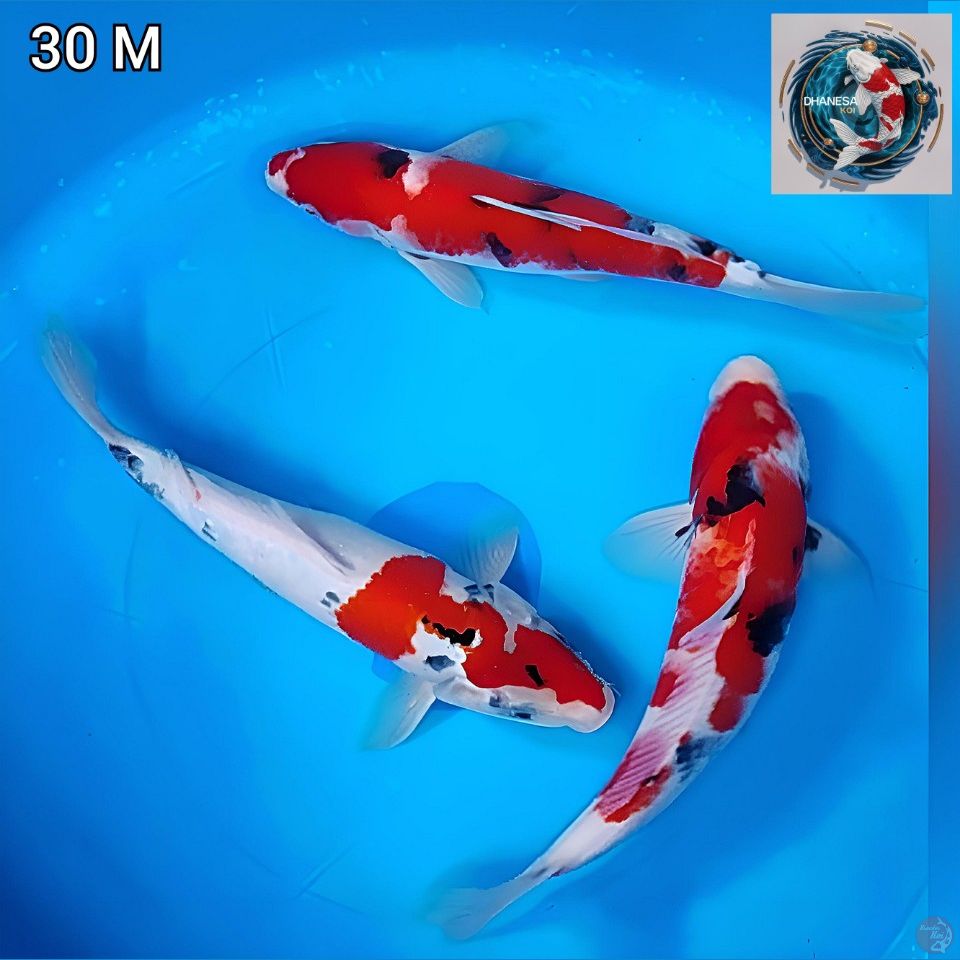Trio Show Original Merah Strong 30cm Jantan