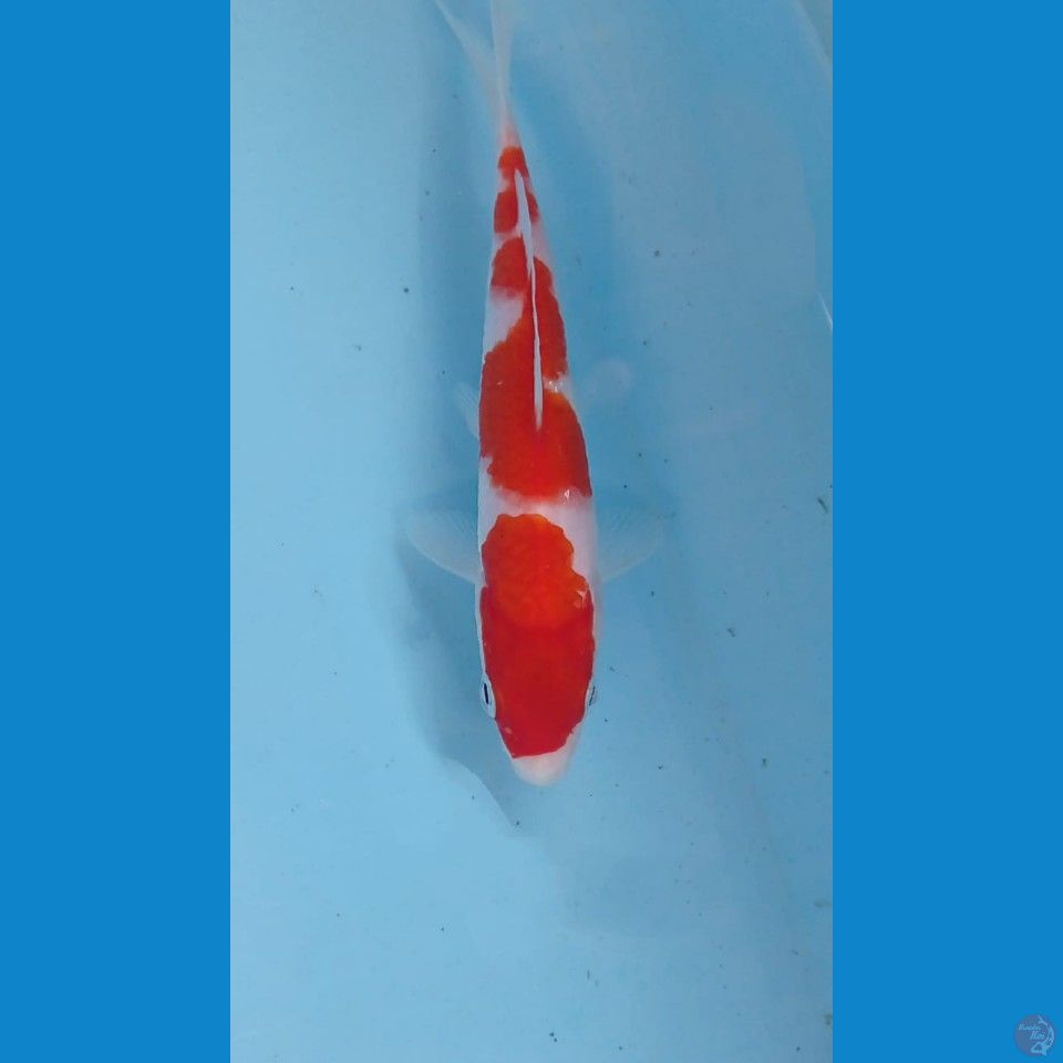 kohaku, 17 cm
