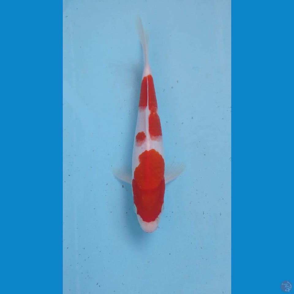 kohaku, 20 cm