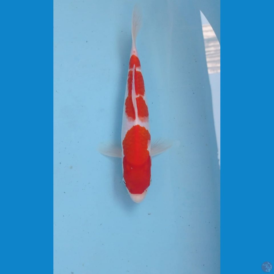 kohaku, 25 cm