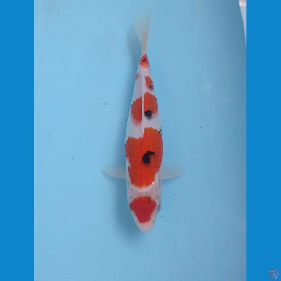 maruten sanke, 24 cm